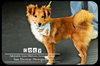 Cody puppy