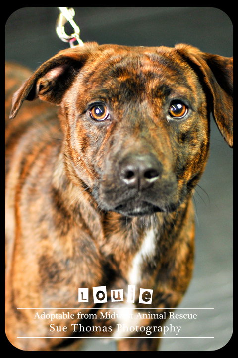 Louie V