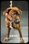 Louie V