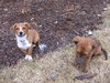Rossi Puppy
