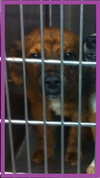 Anya Puppy