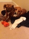 Anya Puppy