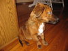 Anya Puppy