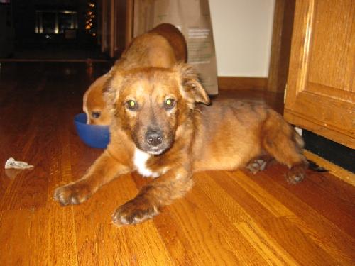 Anya Puppy