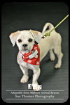 Joy - Puppy