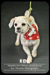 Joy - Puppy