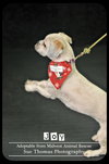 Joy - Puppy