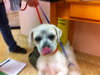 Bubbles - Puppy