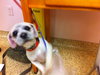 Bubbles - Puppy