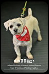 Bubbles - Puppy