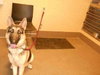Kirby - Urgent Foster Needed
