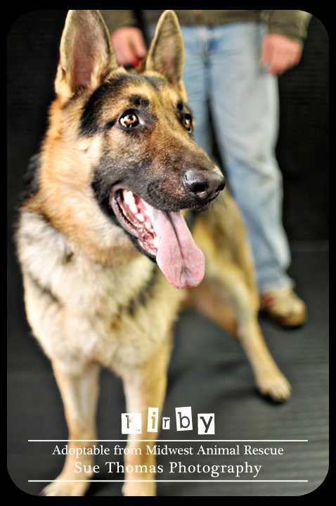 Kirby - Urgent Foster Needed