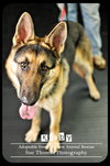 Kirby - Urgent Foster Needed