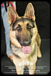 Kirby - Urgent Foster Needed