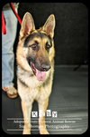 Kirby - Urgent Foster Needed