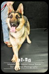 Kirby - Urgent Foster Needed