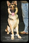 Kirby - Urgent Foster Needed