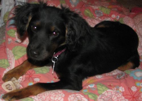 Juno