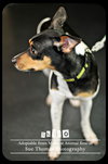 Shiloh