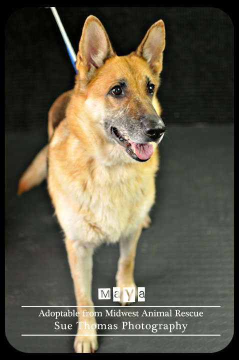 Maya