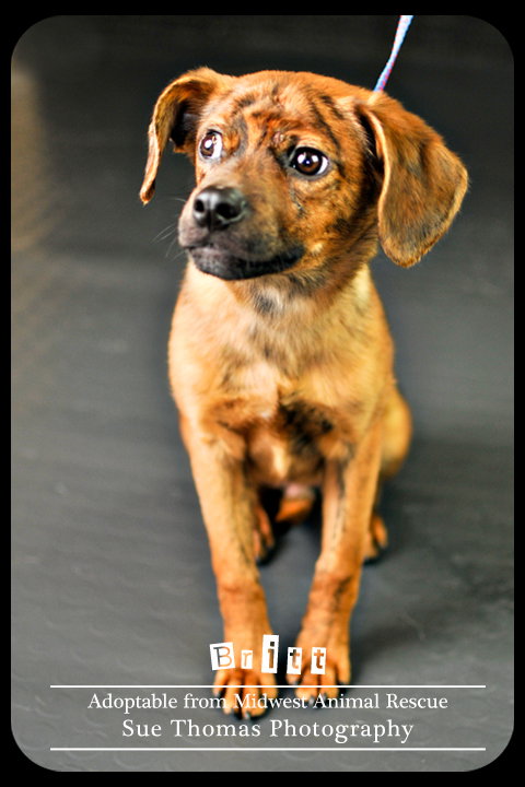 Britt Puppy