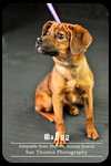 Britt Puppy