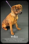 Britt Puppy
