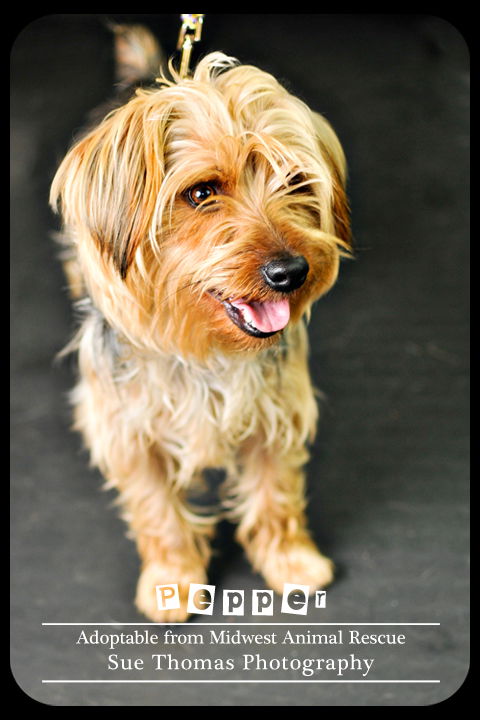 Pepper