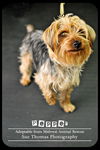 Pepper