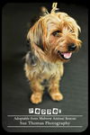 Pepper