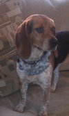 Annie
