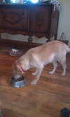 Dottie