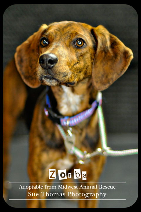 Zorba