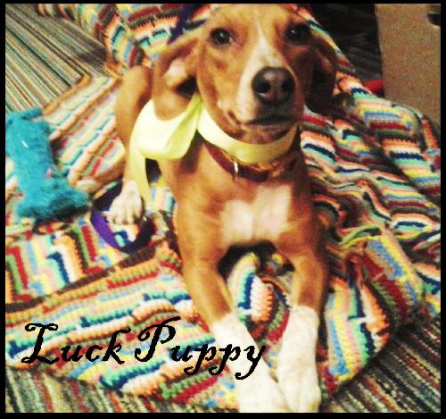 Lucky Puppy