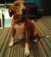 Lucky Puppy