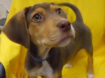 Barley Puppy