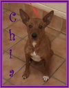 Chia