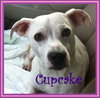 Cupcake