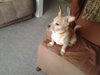 Ruff Puppy