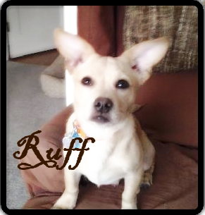 Ruff Puppy