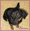 Blossom