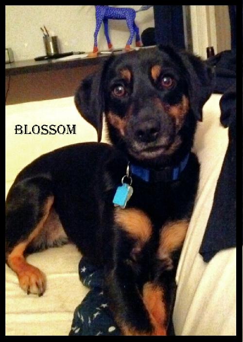 Blossom