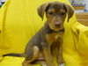 Barney Puppy