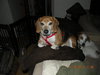 Buddy