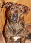 Oscar