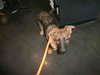 Cozbi - Urgent Foster Needed