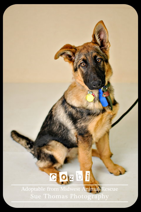 Cozbi - Urgent Foster Needed