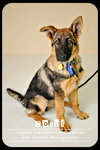 Cozbi - Urgent Foster Needed
