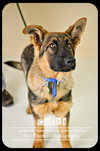 Cozbi - Urgent Foster Needed