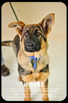 Cozbi - Urgent Foster Needed